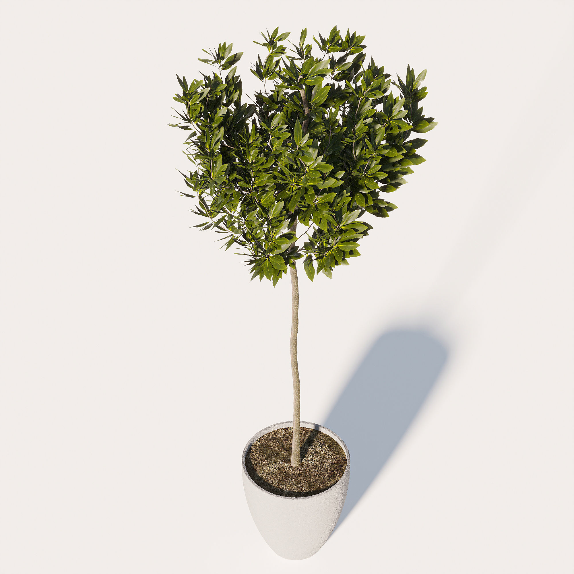 Bushes for Interior 3D model_2