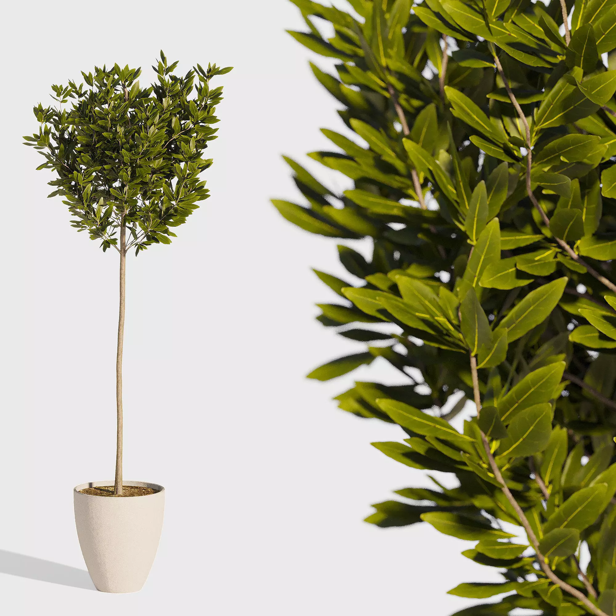 Bushes for Interior 3D model_0