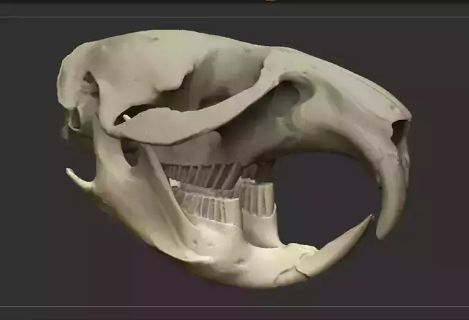 Muskrat Skull Set Scanned accurate skeleton high-poly printable