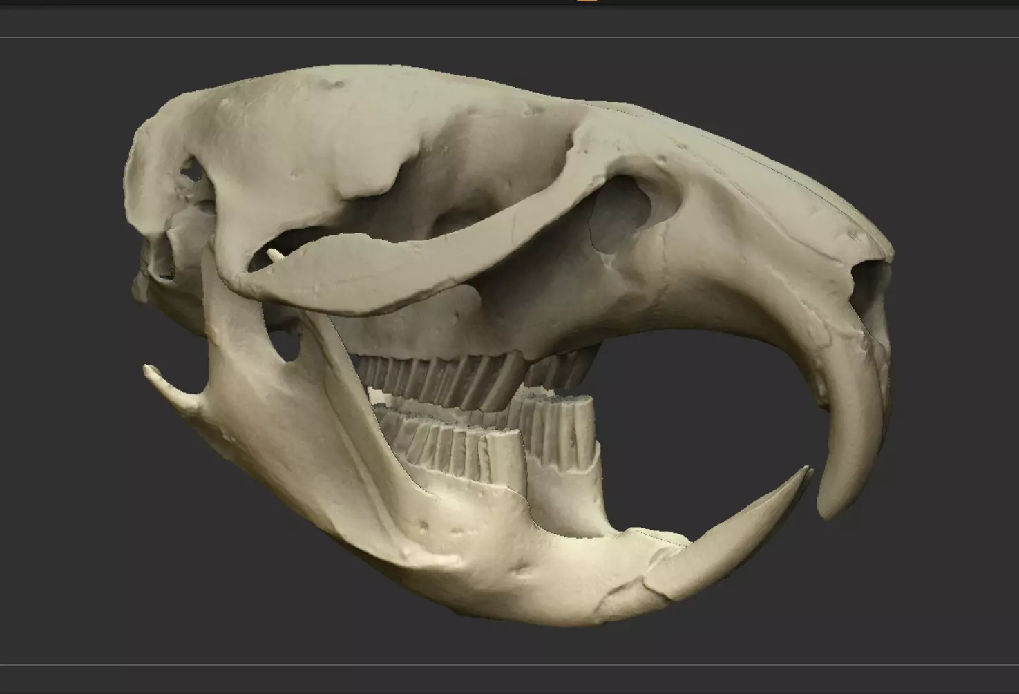 Muskrat Skull Set Scanned accurate skeleton high-poly printable 3D print model
