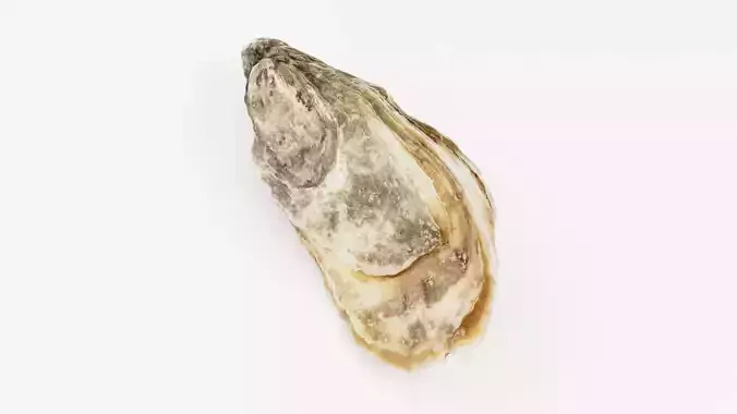 Oyster Versailles 12 cm 3D model