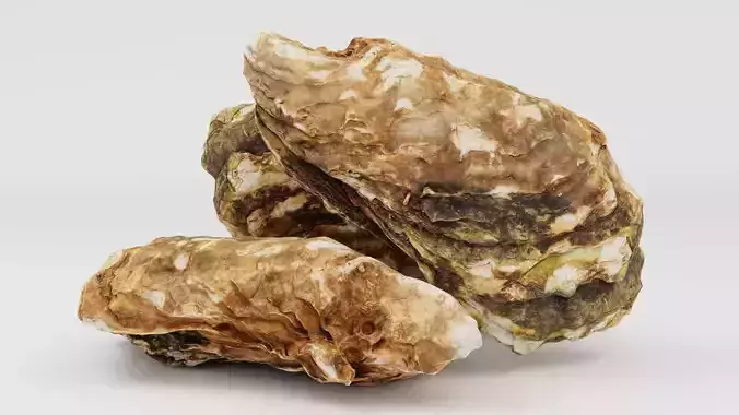 Mediterranean Oyster 18 cm  3D model