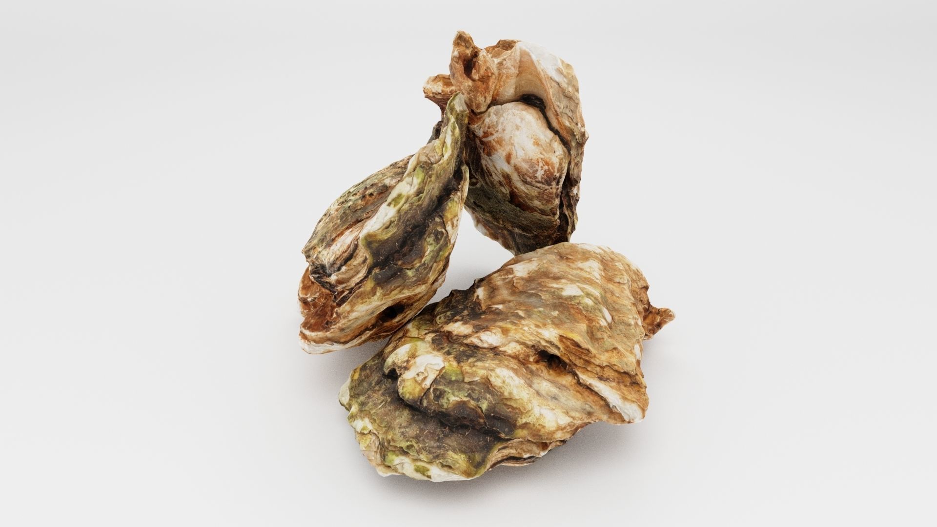 Mediterranean Oyster 18 cm  3D model_6
