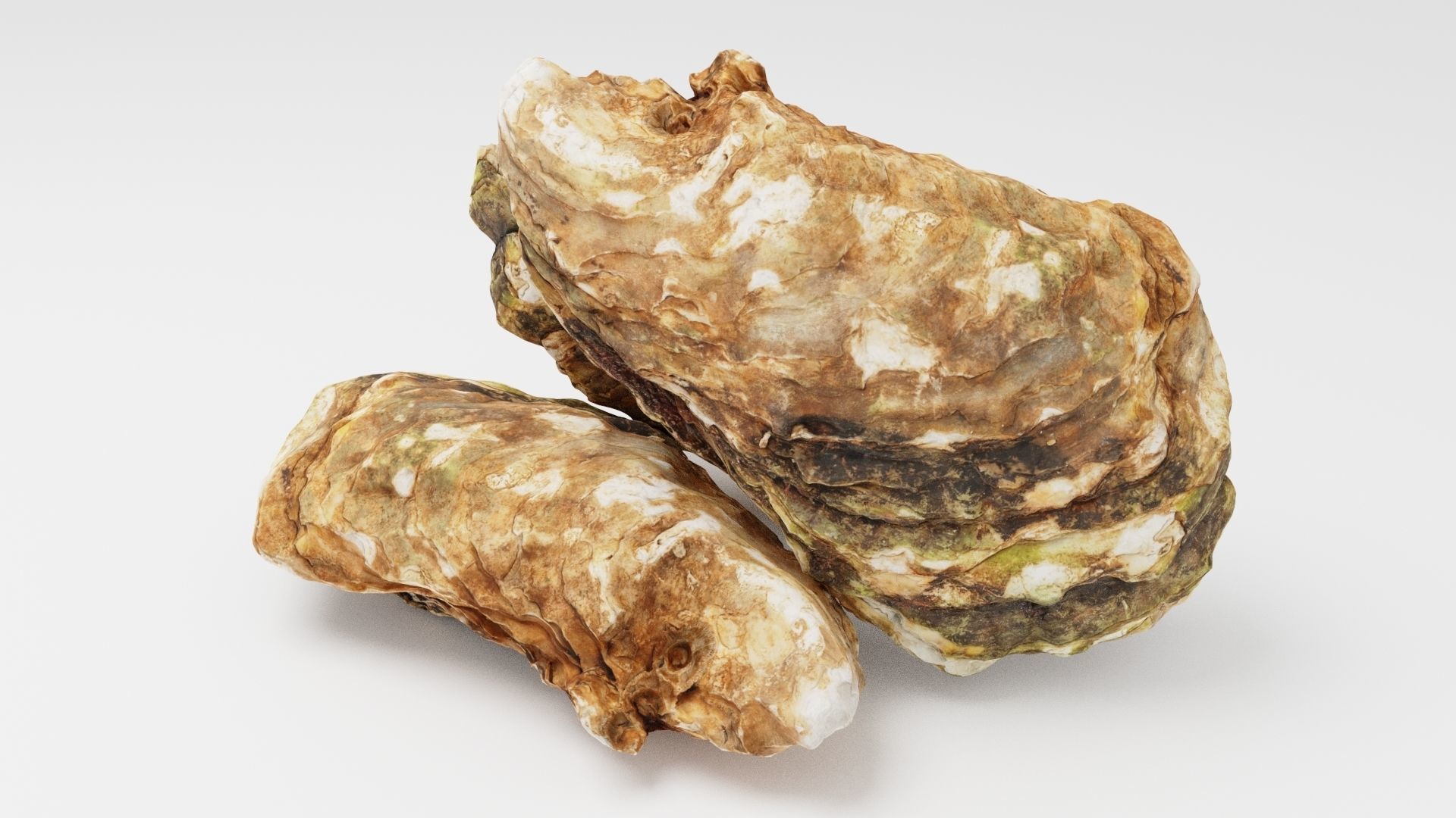 Mediterranean Oyster 18 cm  3D model_1