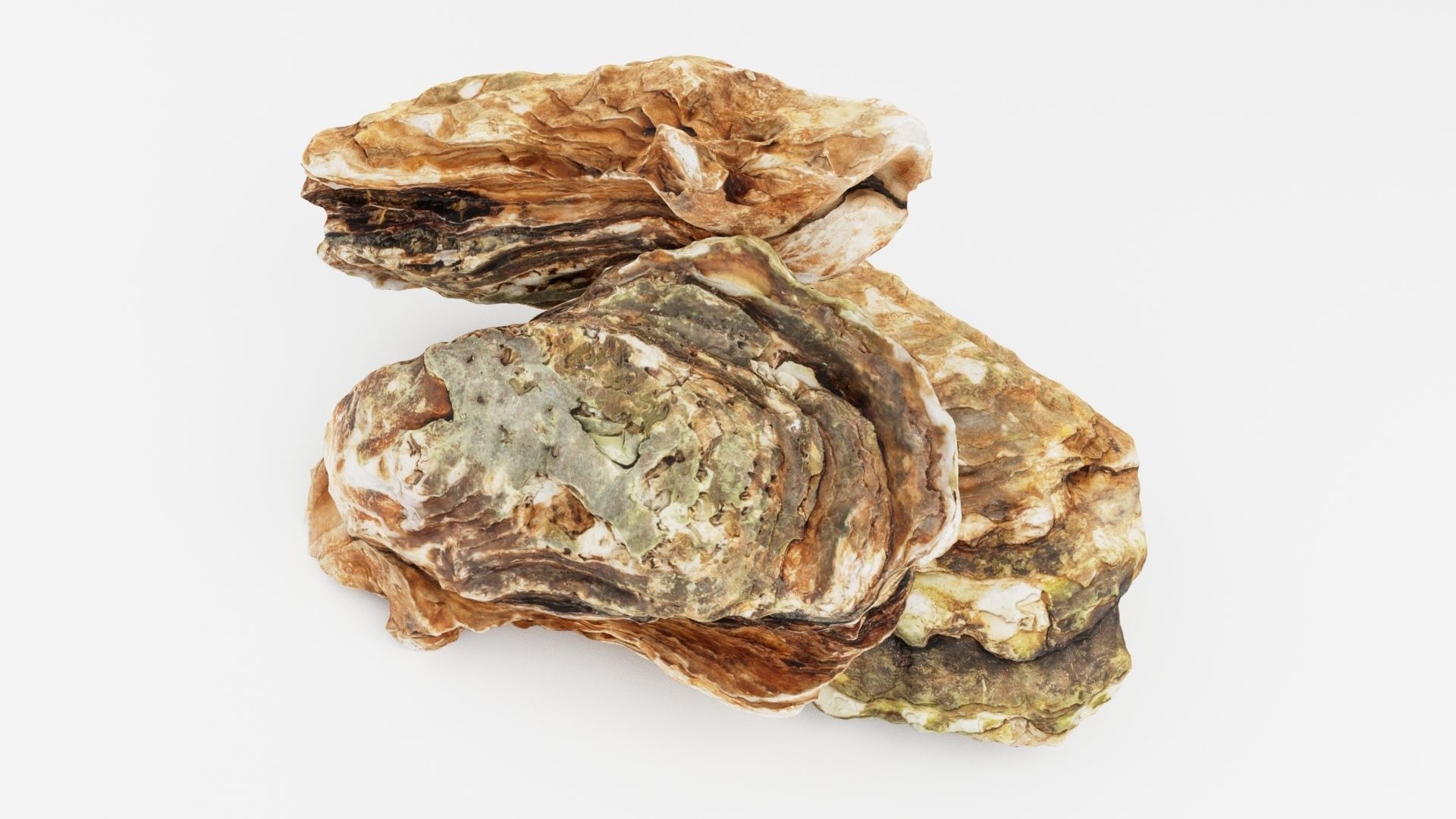 Mediterranean Oyster 18 cm  3D model_5