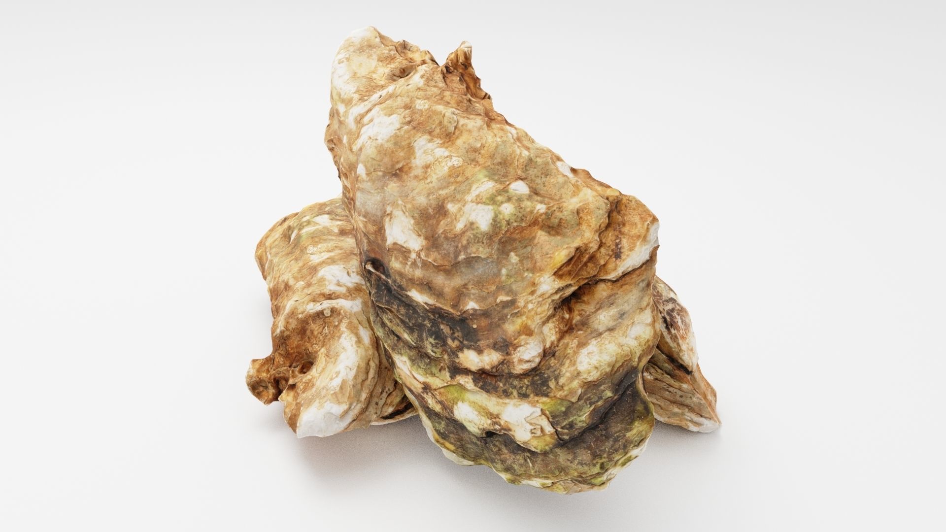 Mediterranean Oyster 18 cm  3D model_4