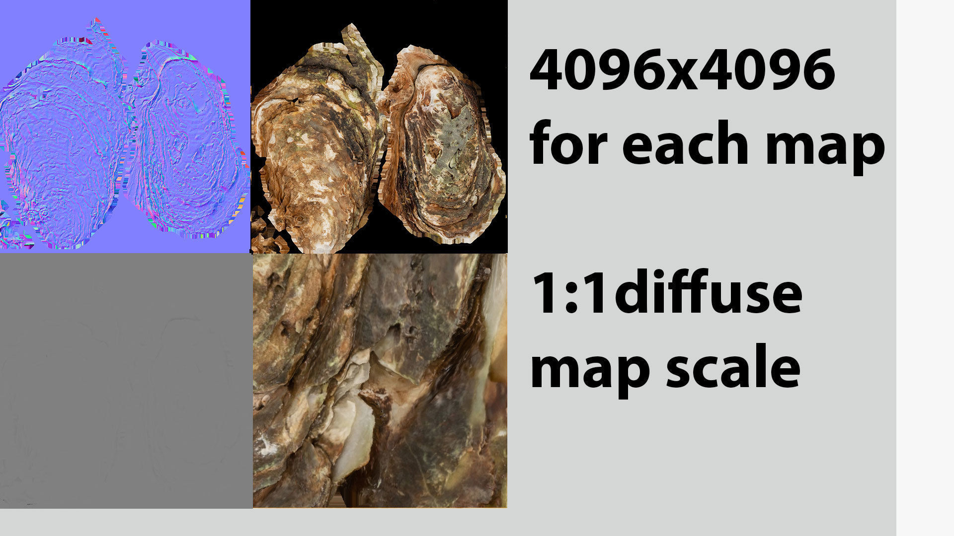 Mediterranean Oyster 18 cm  3D model_7