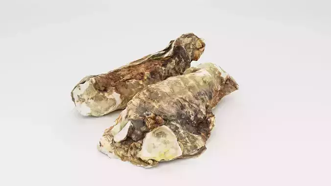 Mediterranean Oyster 18 cm