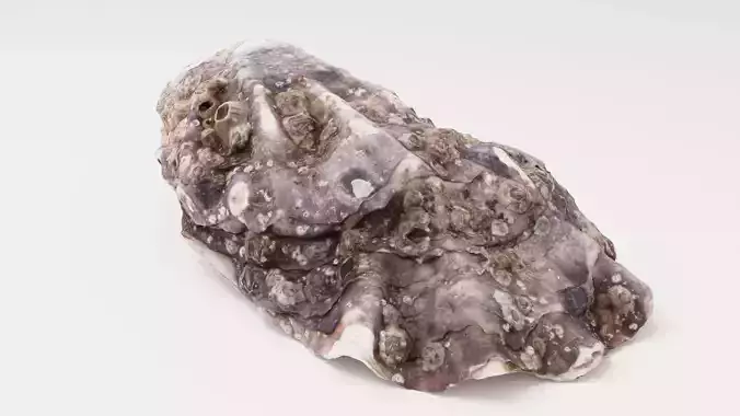 Mediterranean Oyster