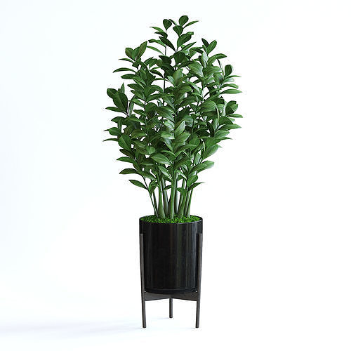 Zanzibar Gem Plant 3D model