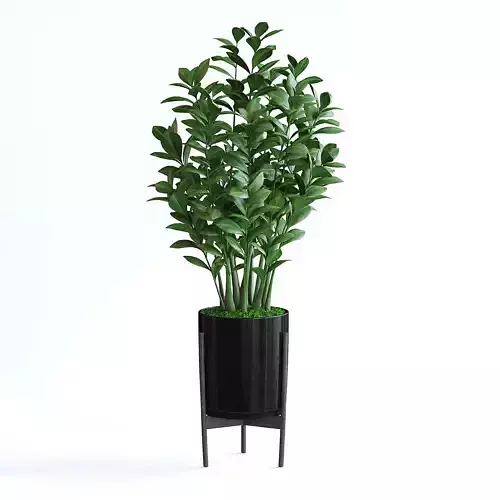 Zanzibar Gem Plant 3D model