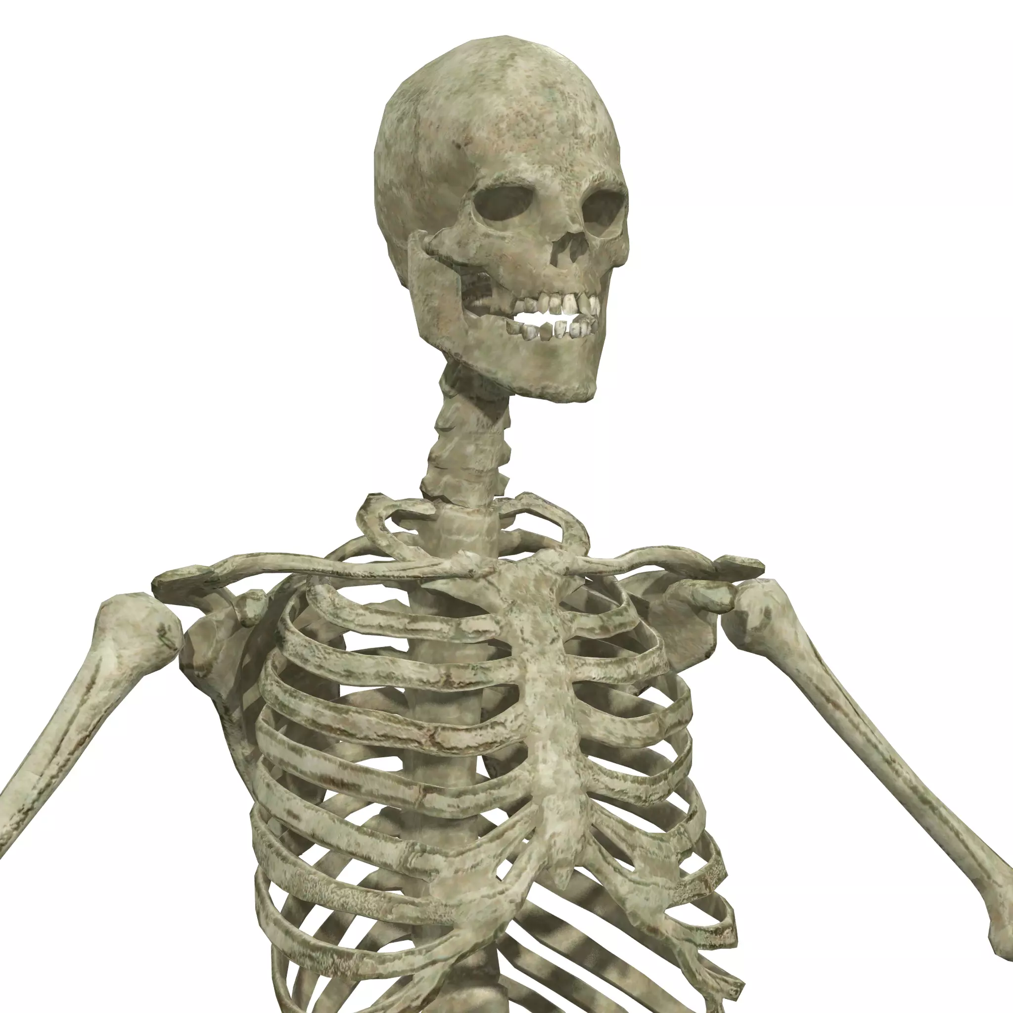 Human Skeleton Rigged Low-poly 3D model