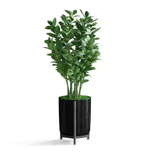 Zanzibar Gem Plant II 3D model