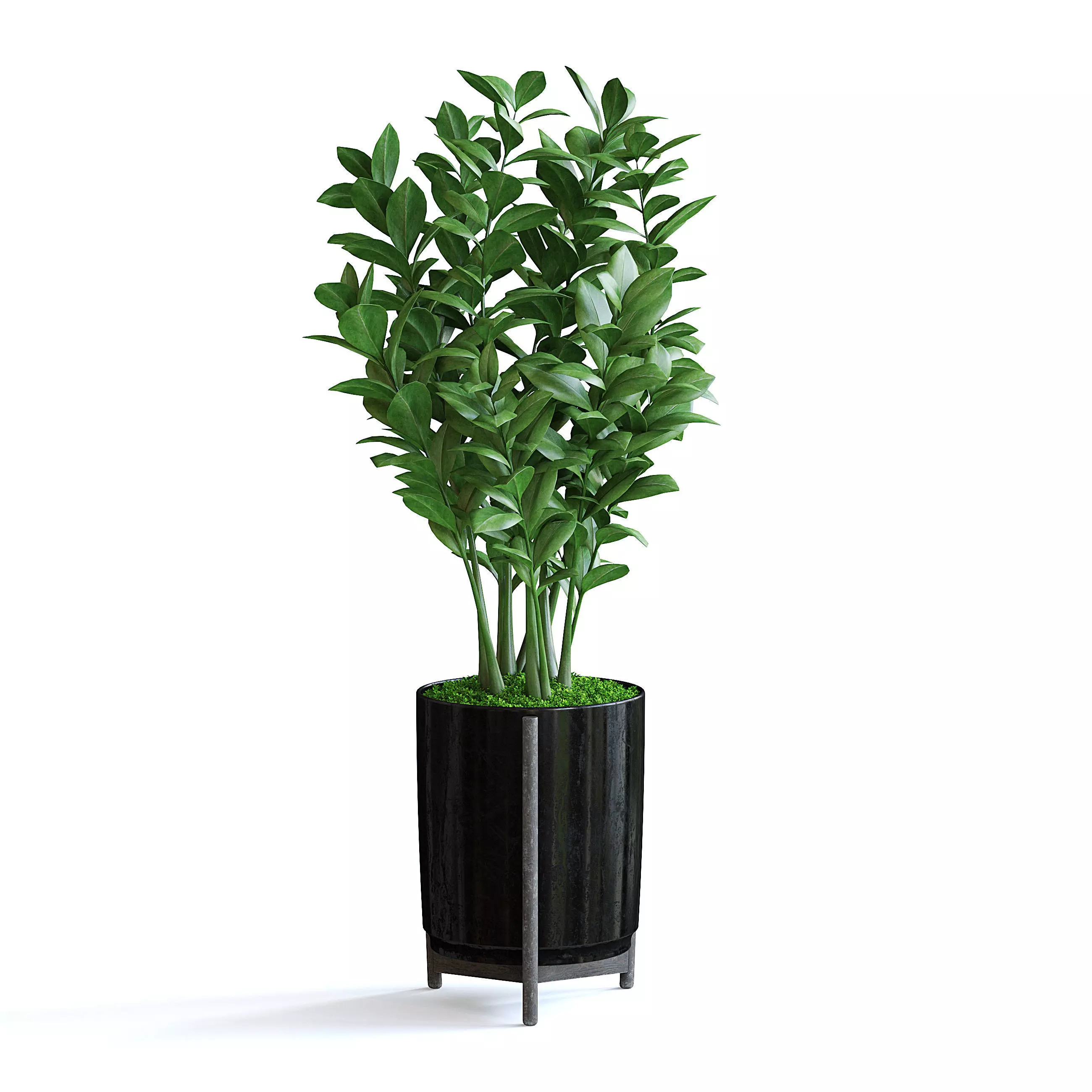 Zanzibar Gem Plant II 3D model