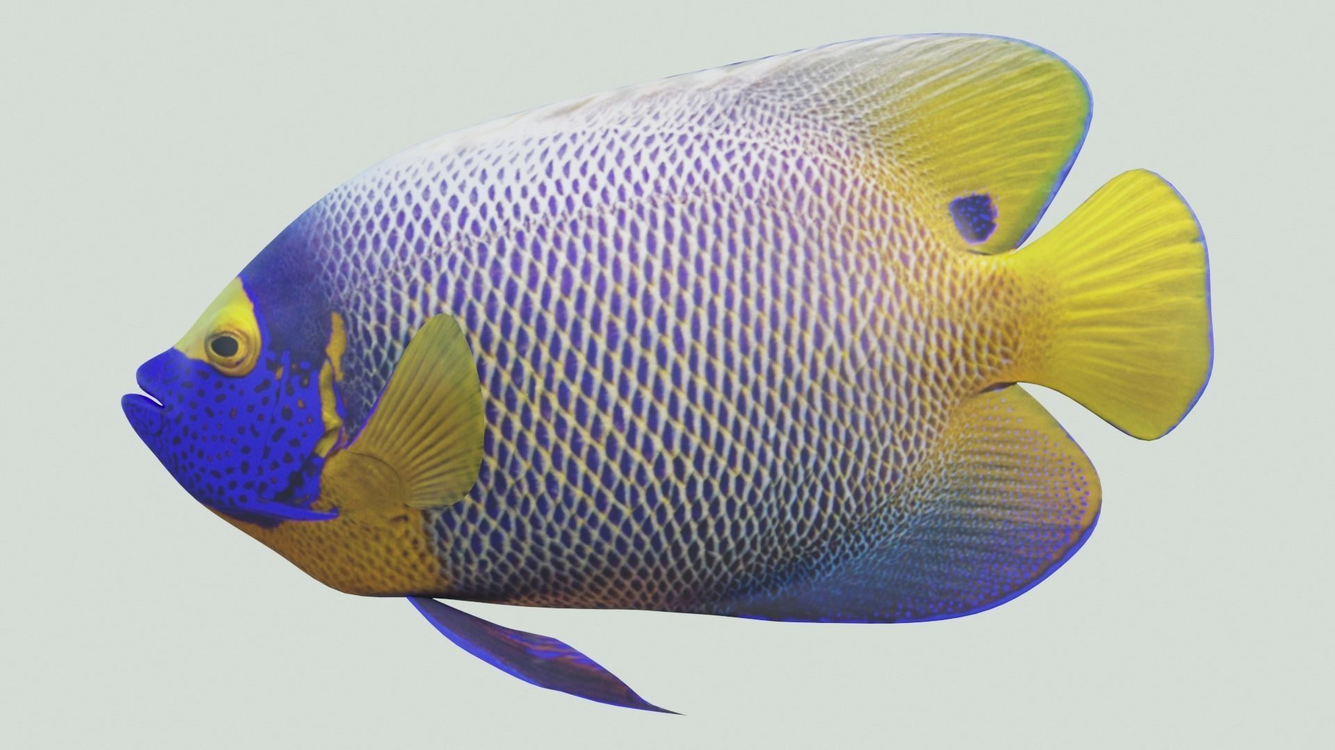 Blue girdled Angelfish set 02 Low-poly 3D model_1