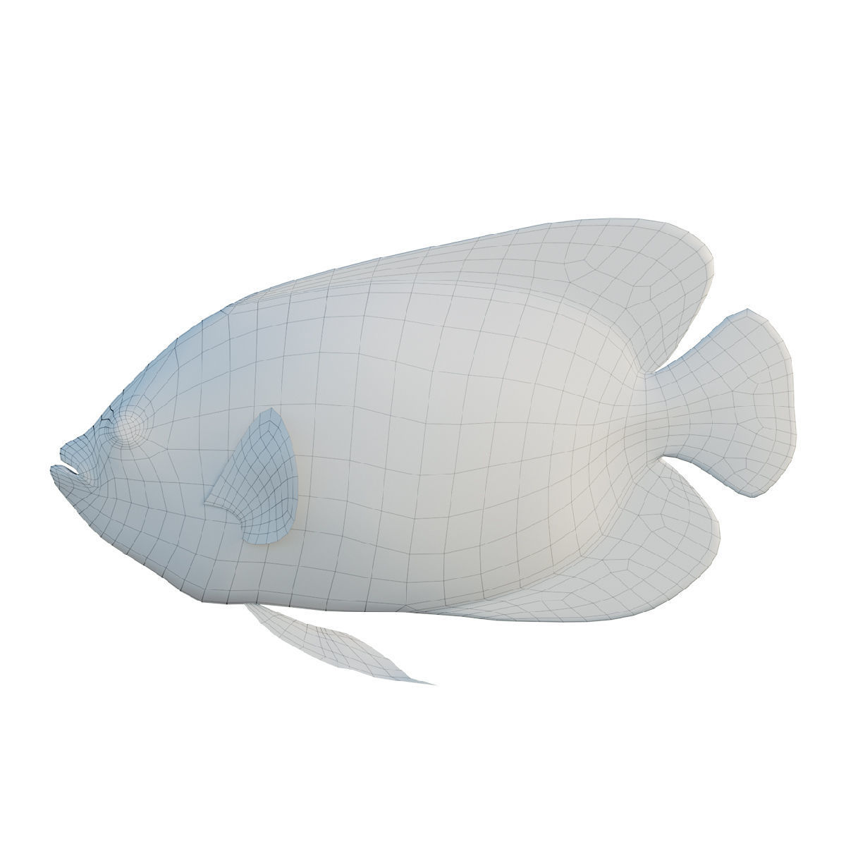 Blue girdled Angelfish set 02 Low-poly 3D model_3