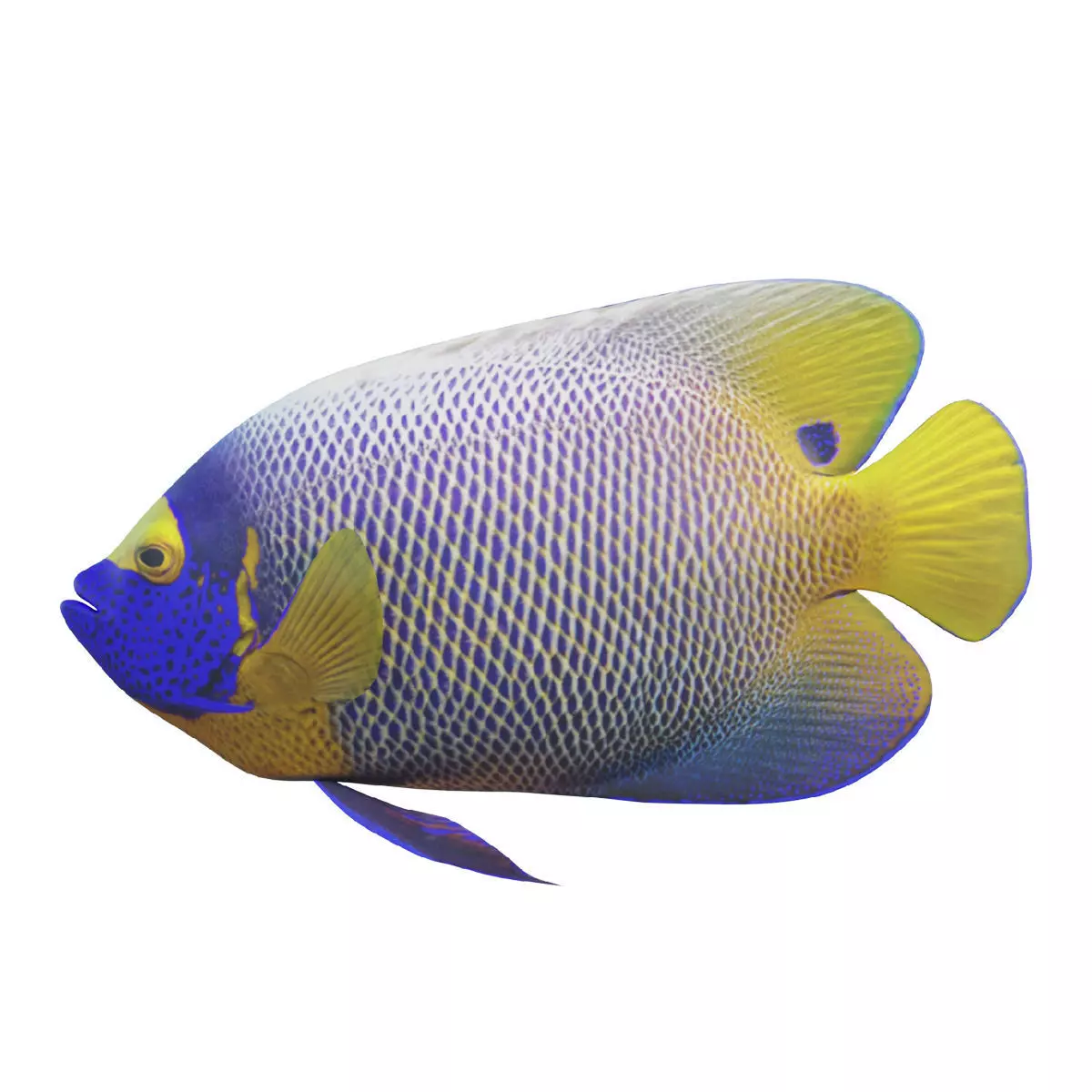 Blue girdled Angelfish set 02 Low-poly 3D model_0