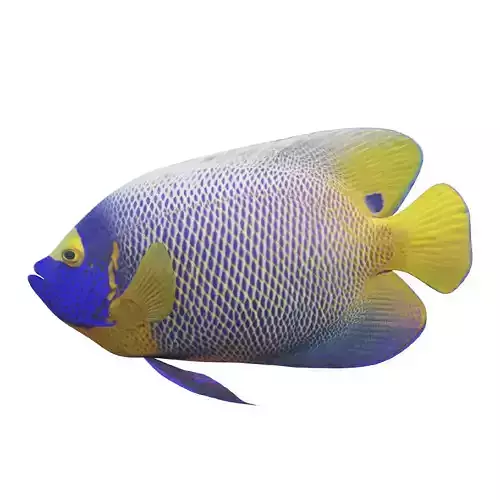 Blue girdled Angelfish set 02 Low-poly 3D model