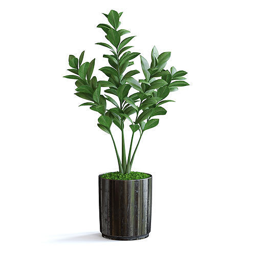 Zanzibar Gem Plant III 3D model