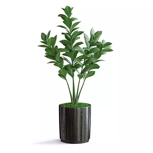 Zanzibar Gem Plant III 3D model