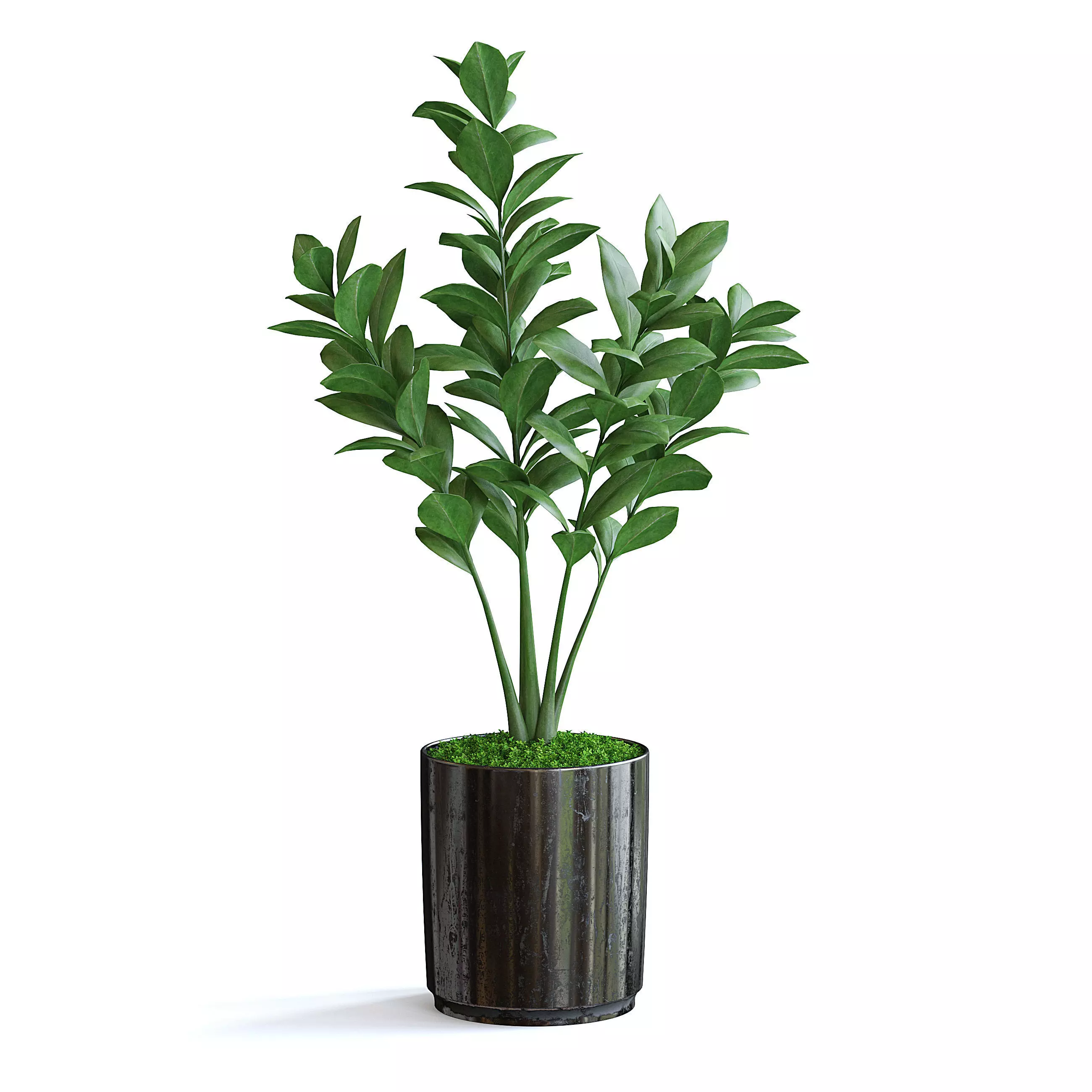 Zanzibar Gem Plant III 3D model