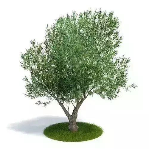 Tree Olea Europaea Young Olive Evergreen Shrub 3D model