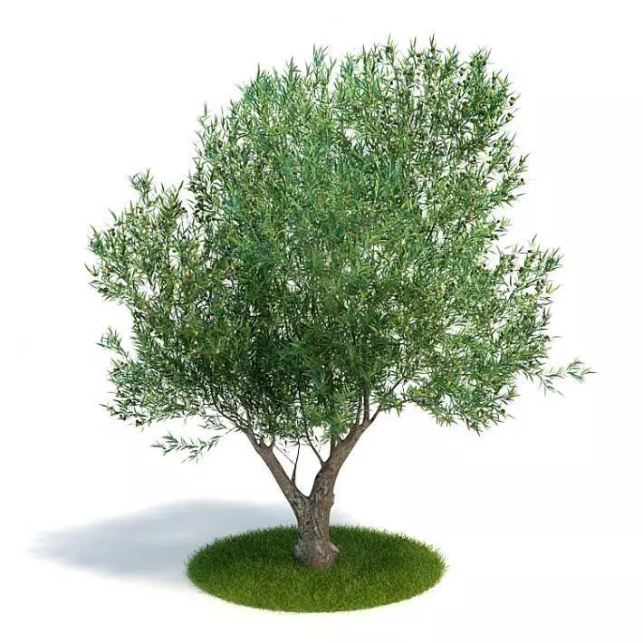 Tree Olea Europaea Young Olive Evergreen Shrub 3D model_0