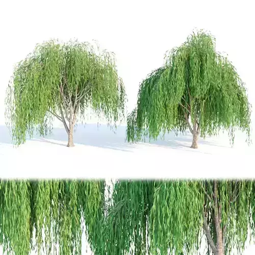 willow trees collection vol 40