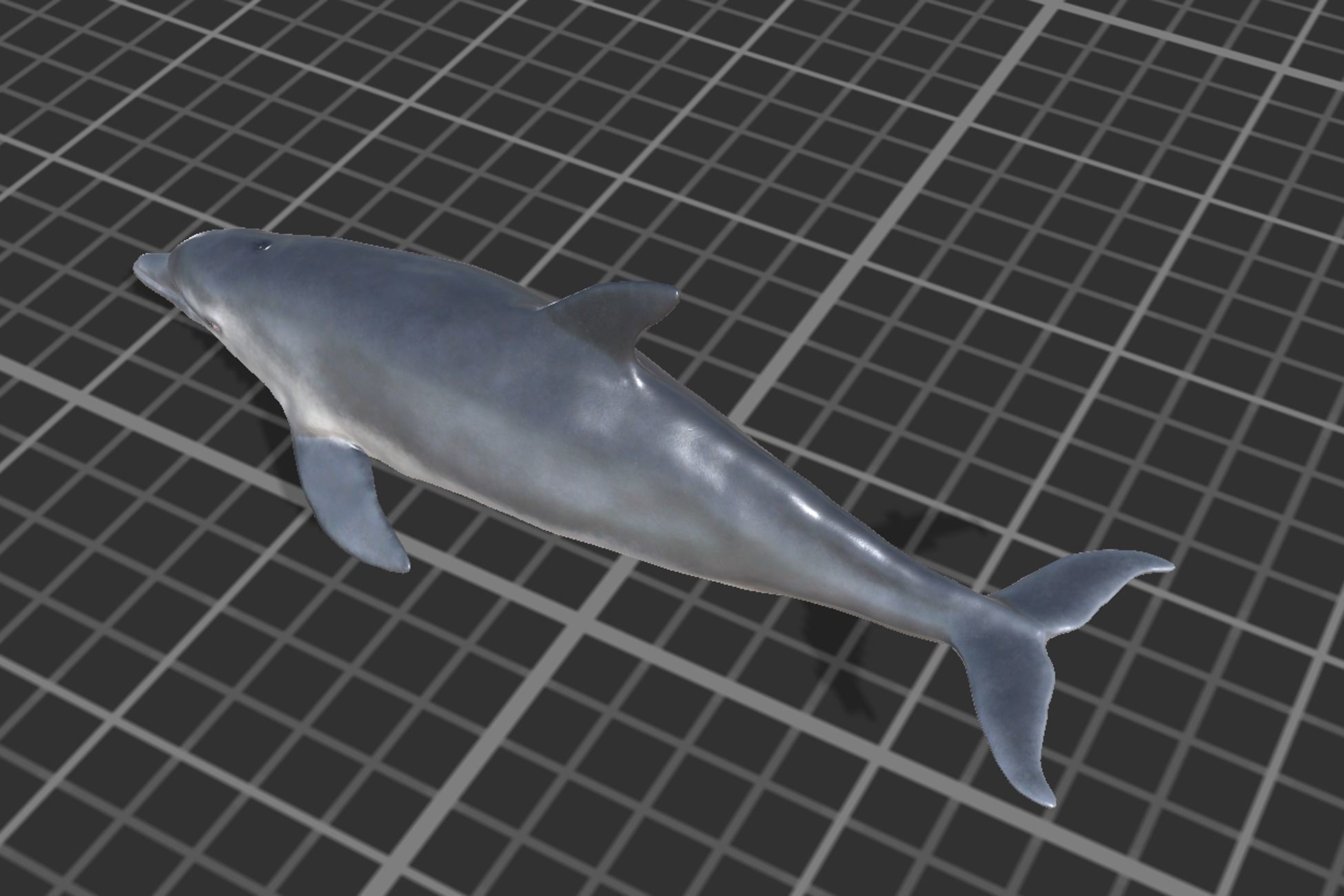 Bottlenose Dolphin Low-poly 3D model_5