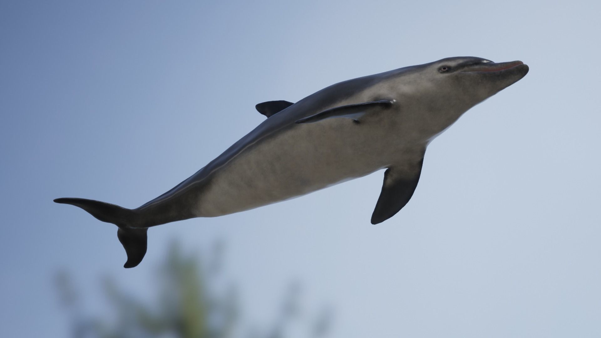 Bottlenose Dolphin Low-poly 3D model_12