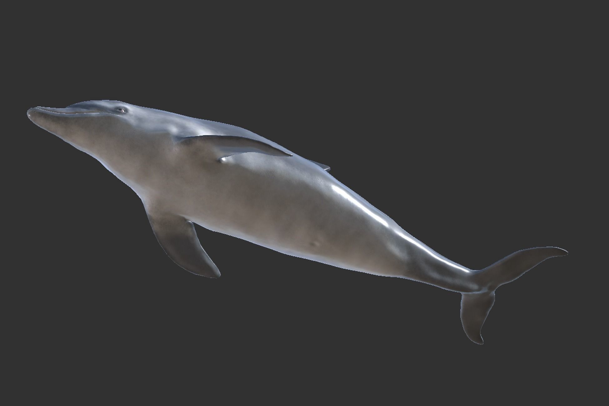 Bottlenose Dolphin Low-poly 3D model_6