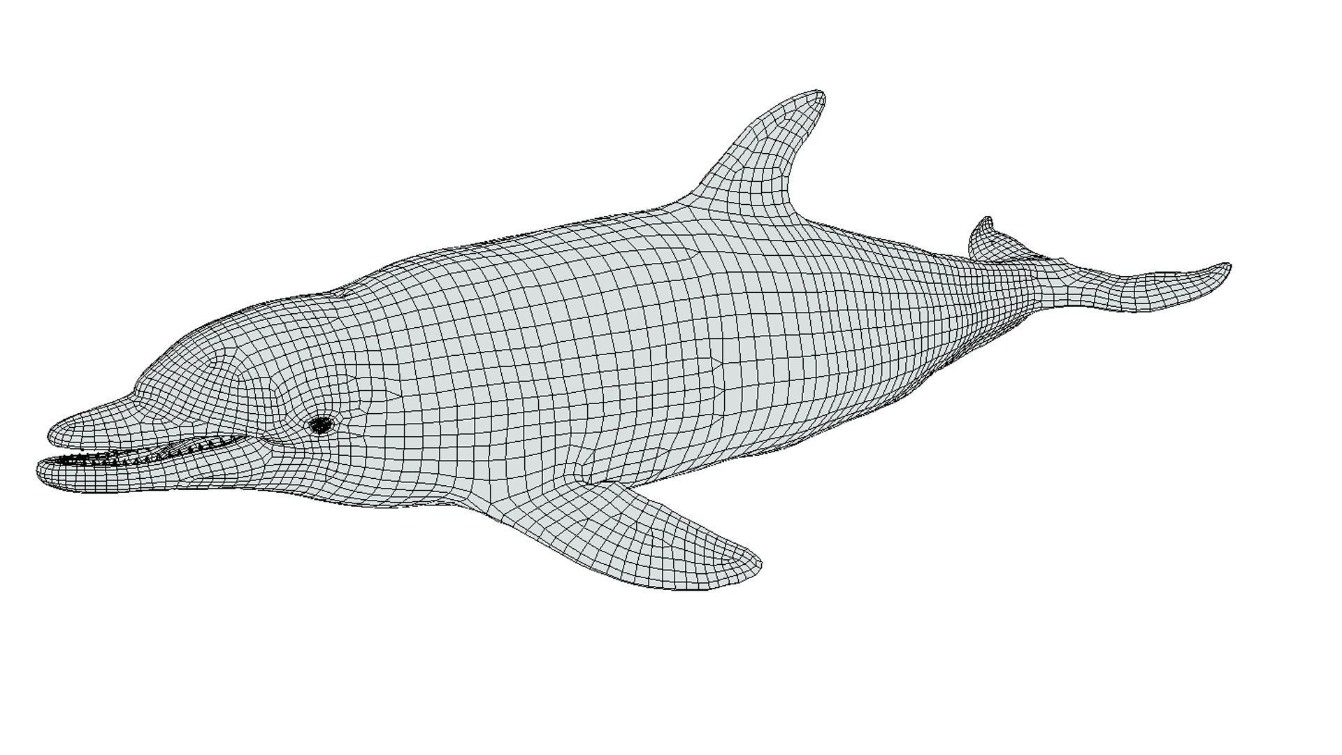 Bottlenose Dolphin Low-poly 3D model_2