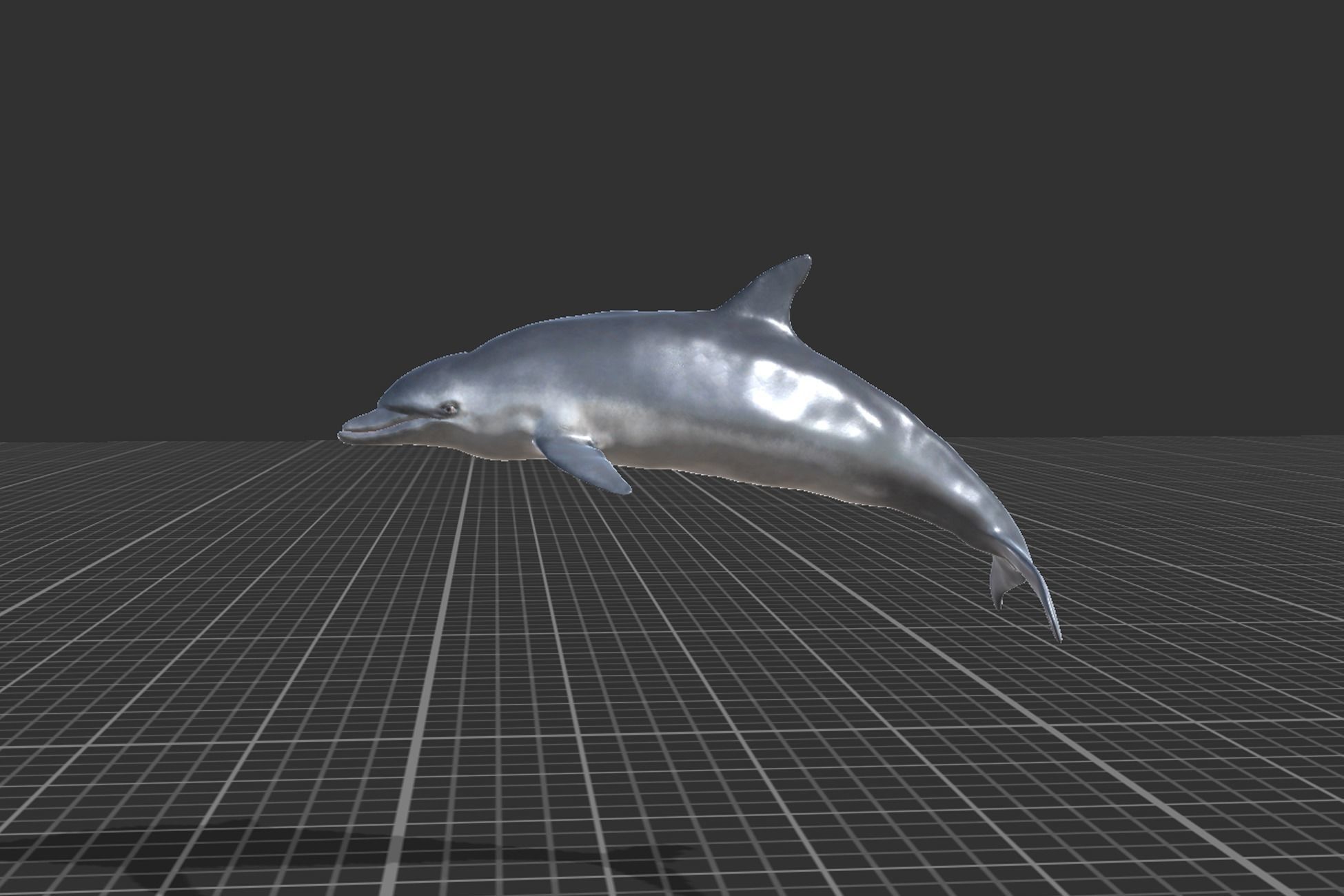 Bottlenose Dolphin Low-poly 3D model_8