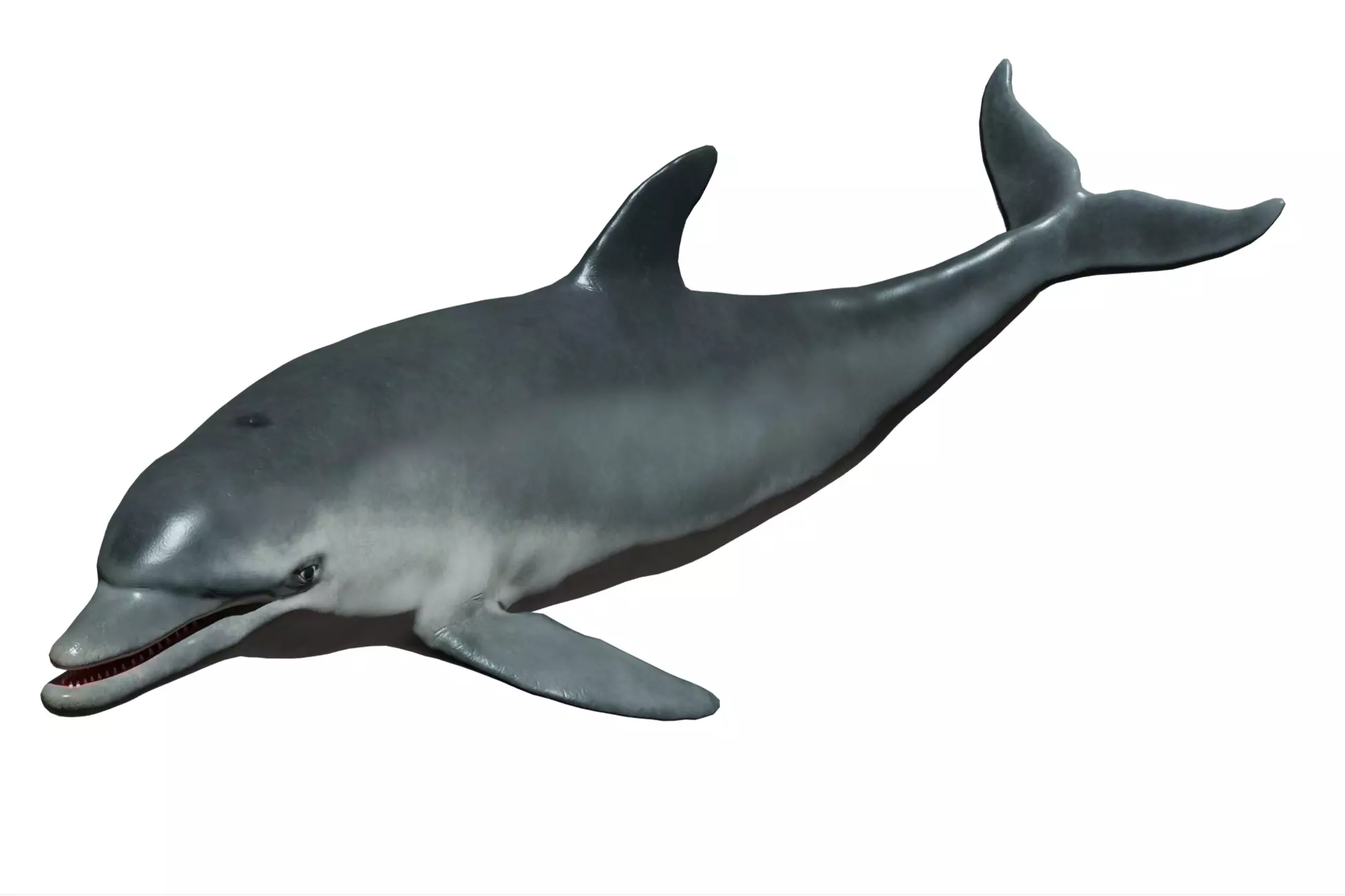 Bottlenose Dolphin Low-poly 3D model_0