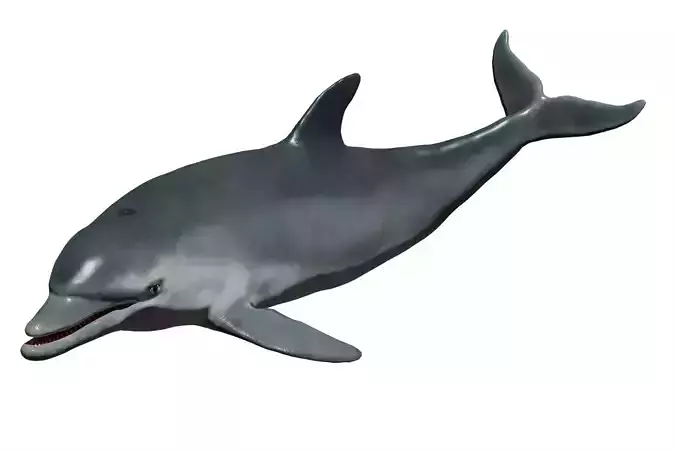 Bottlenose Dolphin
