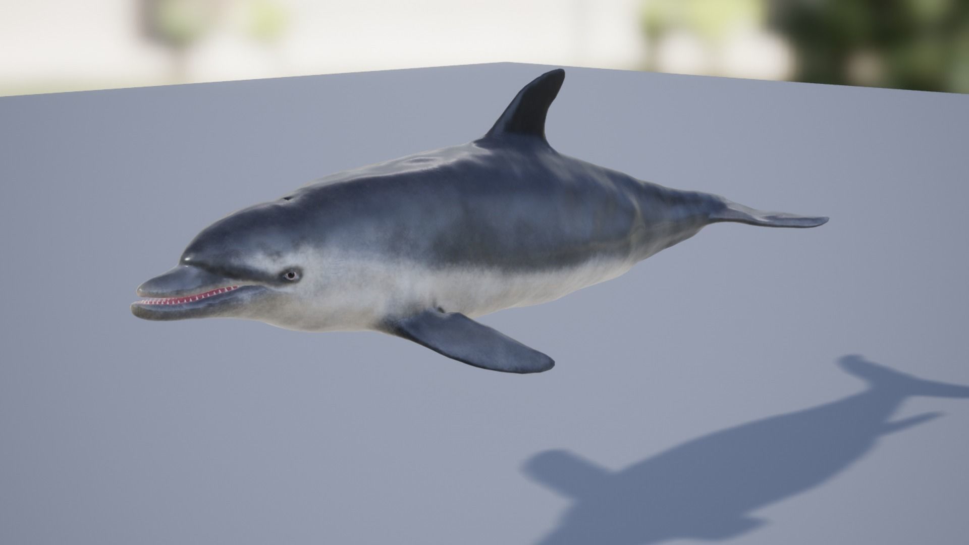 Bottlenose Dolphin Low-poly 3D model_11