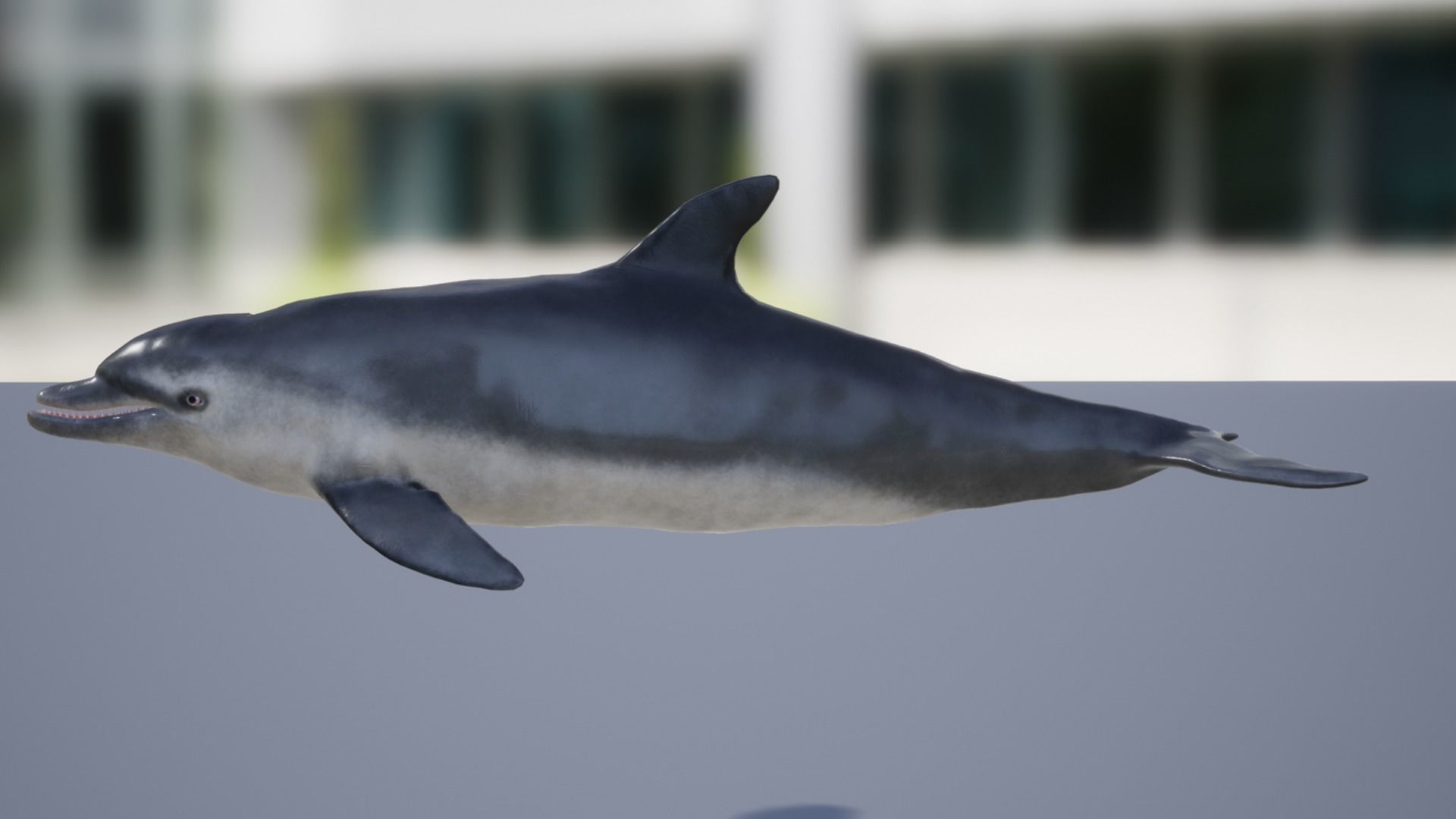 Bottlenose Dolphin Low-poly 3D model_10
