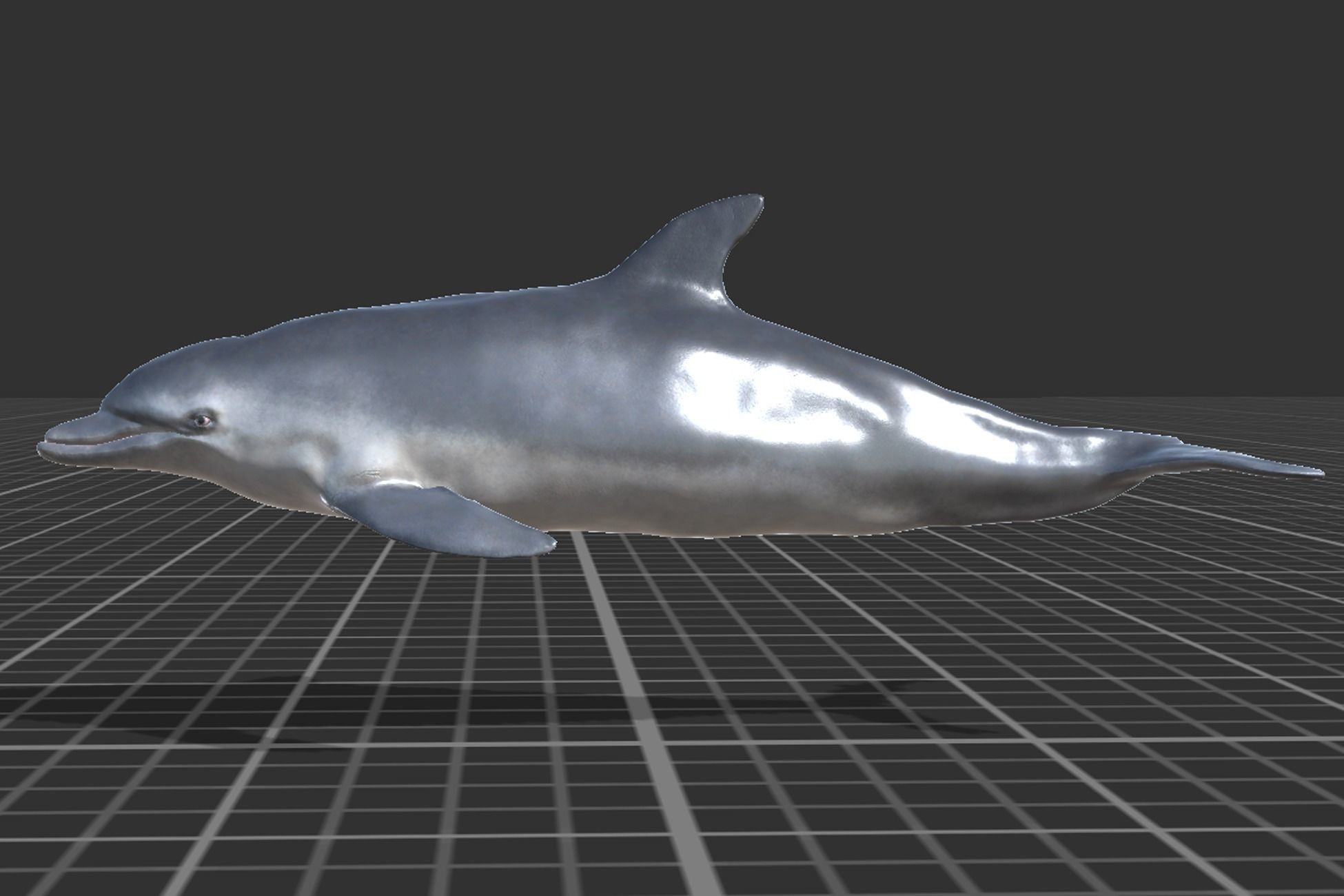 Bottlenose Dolphin Low-poly 3D model_3