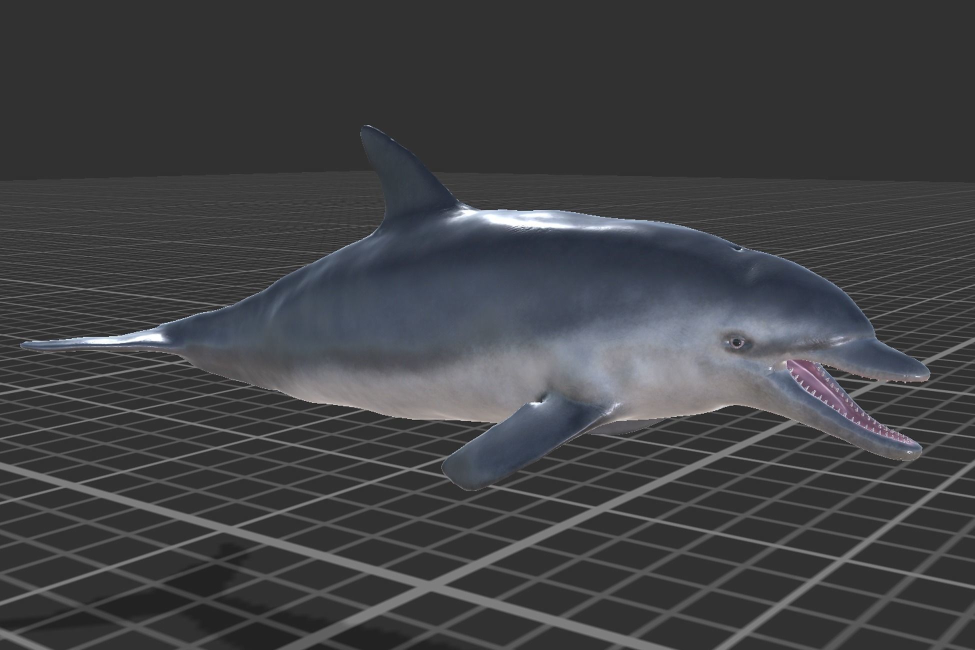 Bottlenose Dolphin Low-poly 3D model_7