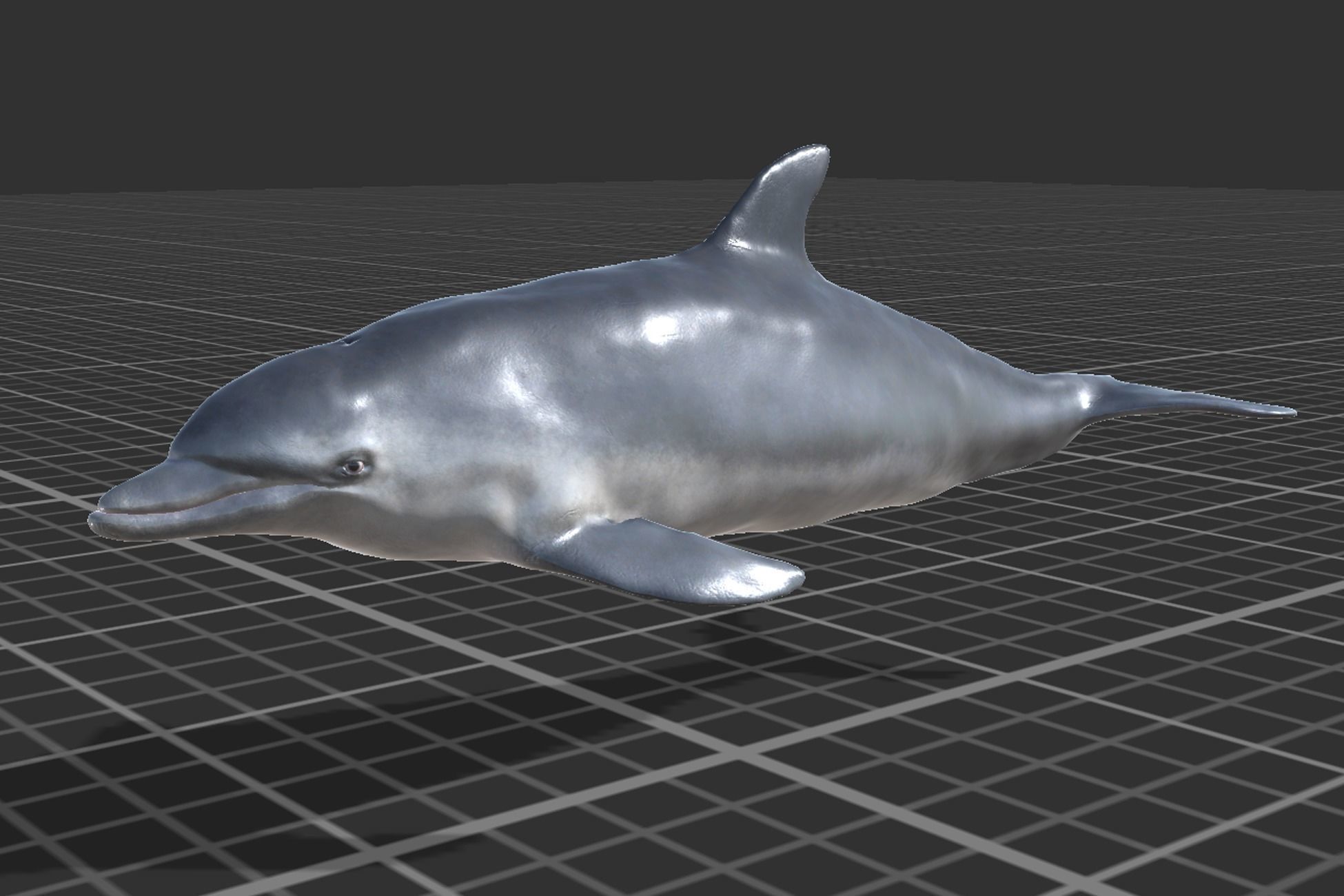 Bottlenose Dolphin Low-poly 3D model_4