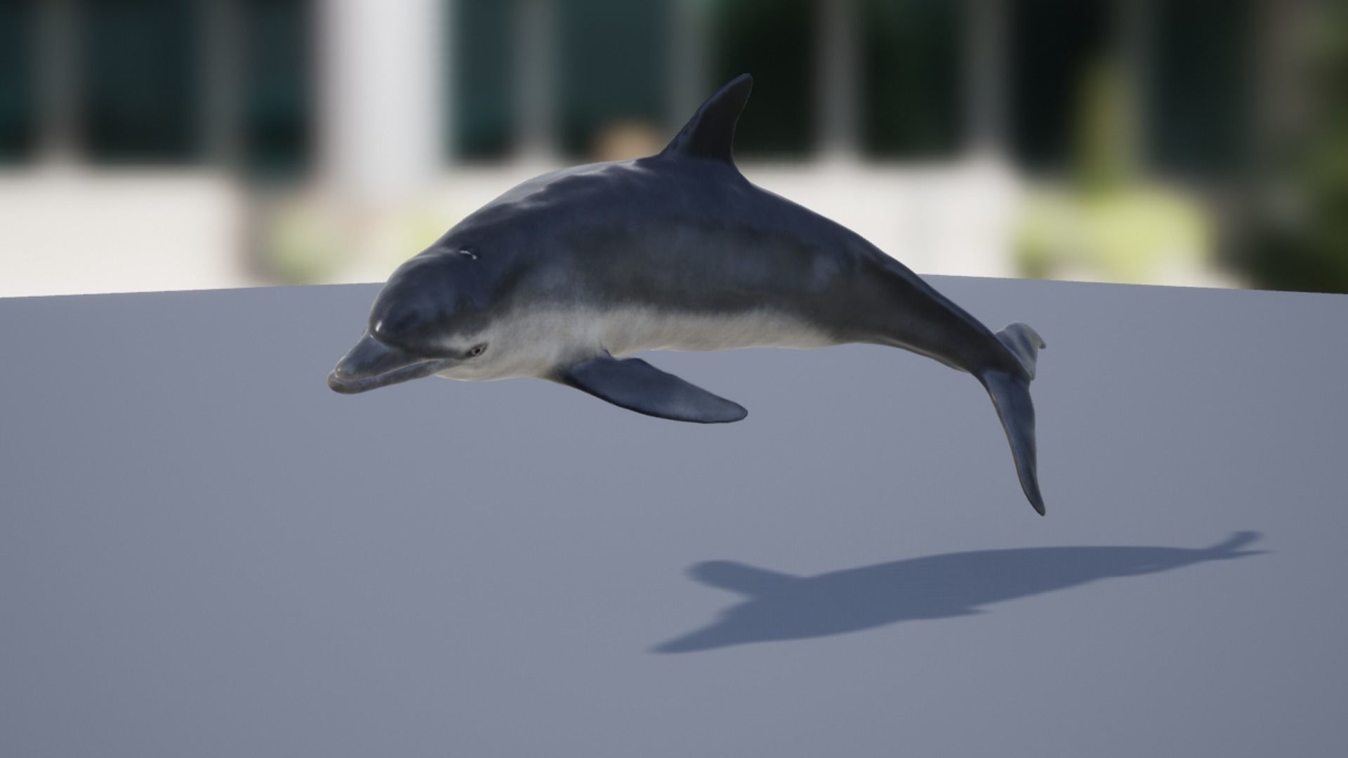 Bottlenose Dolphin Low-poly 3D model_13