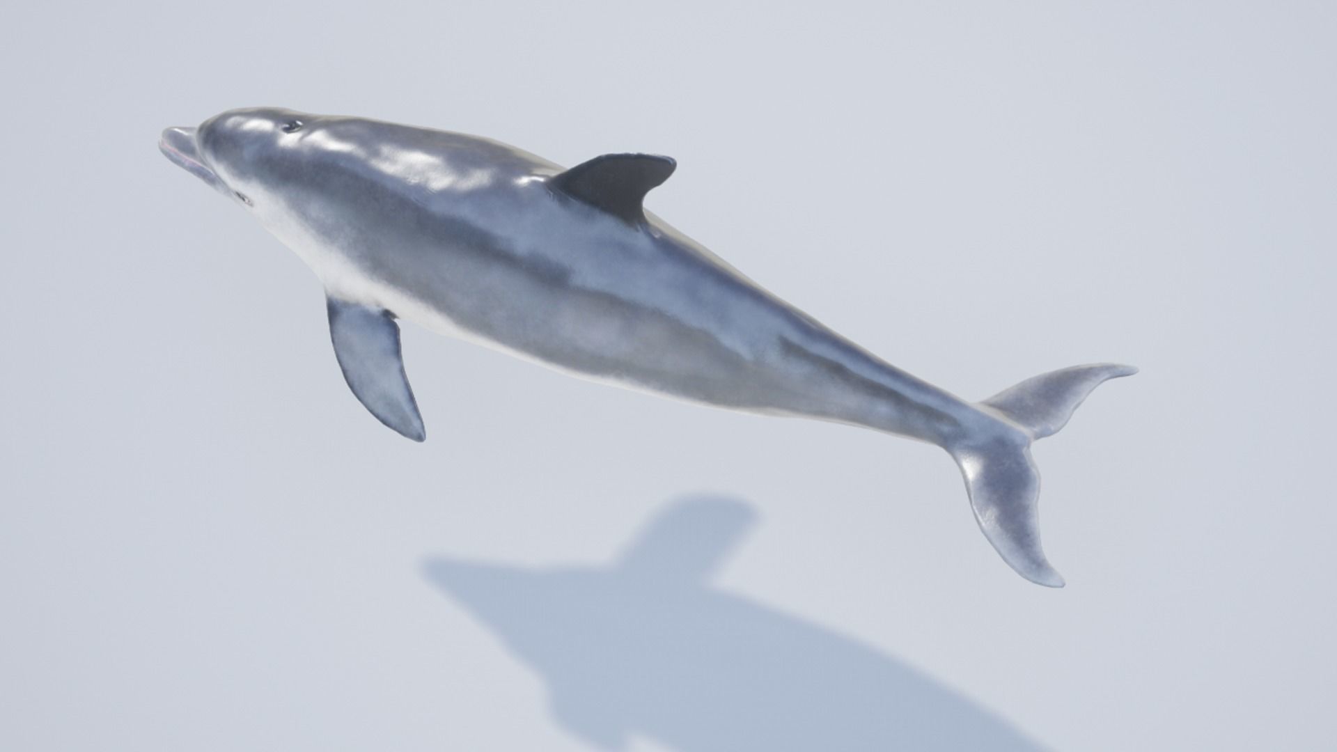 Bottlenose Dolphin Low-poly 3D model_9