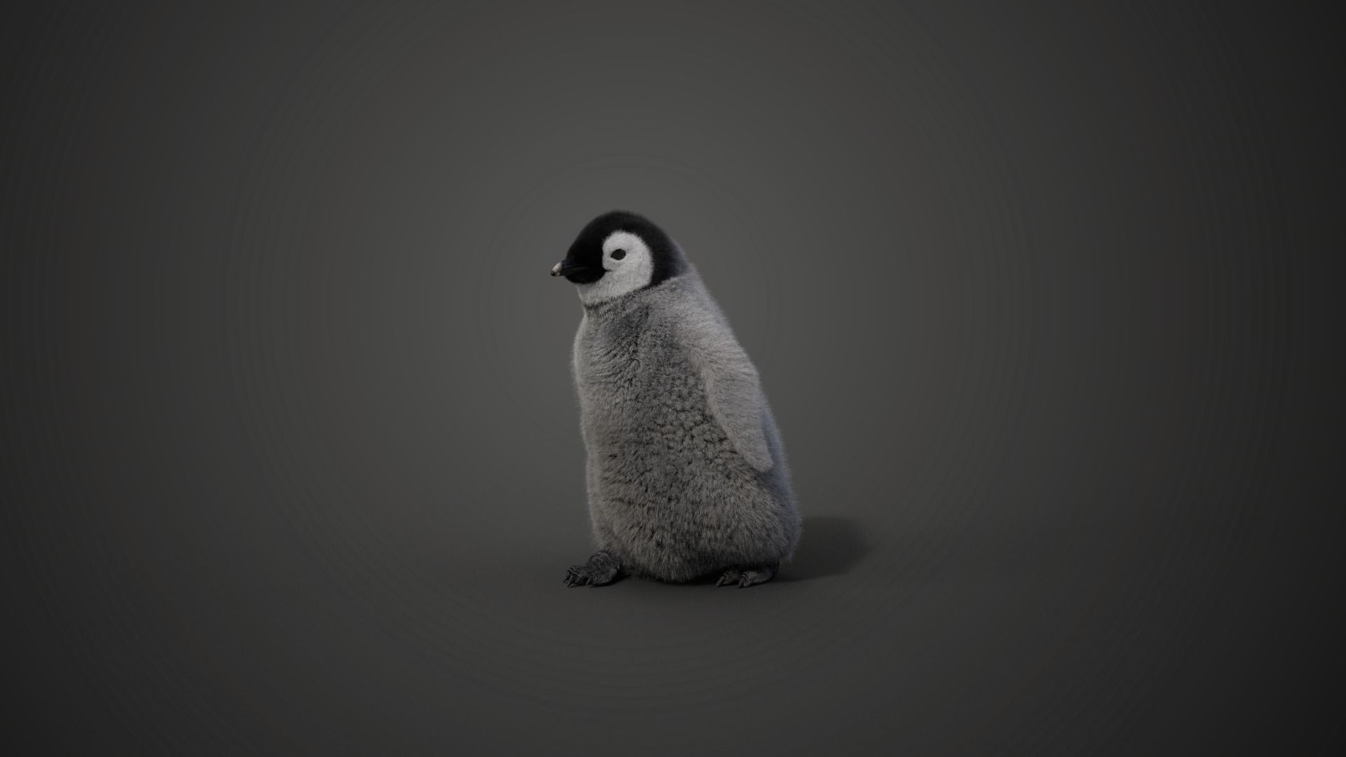 Baby Emperor Penguin Animated VFX Grace 3D model_16