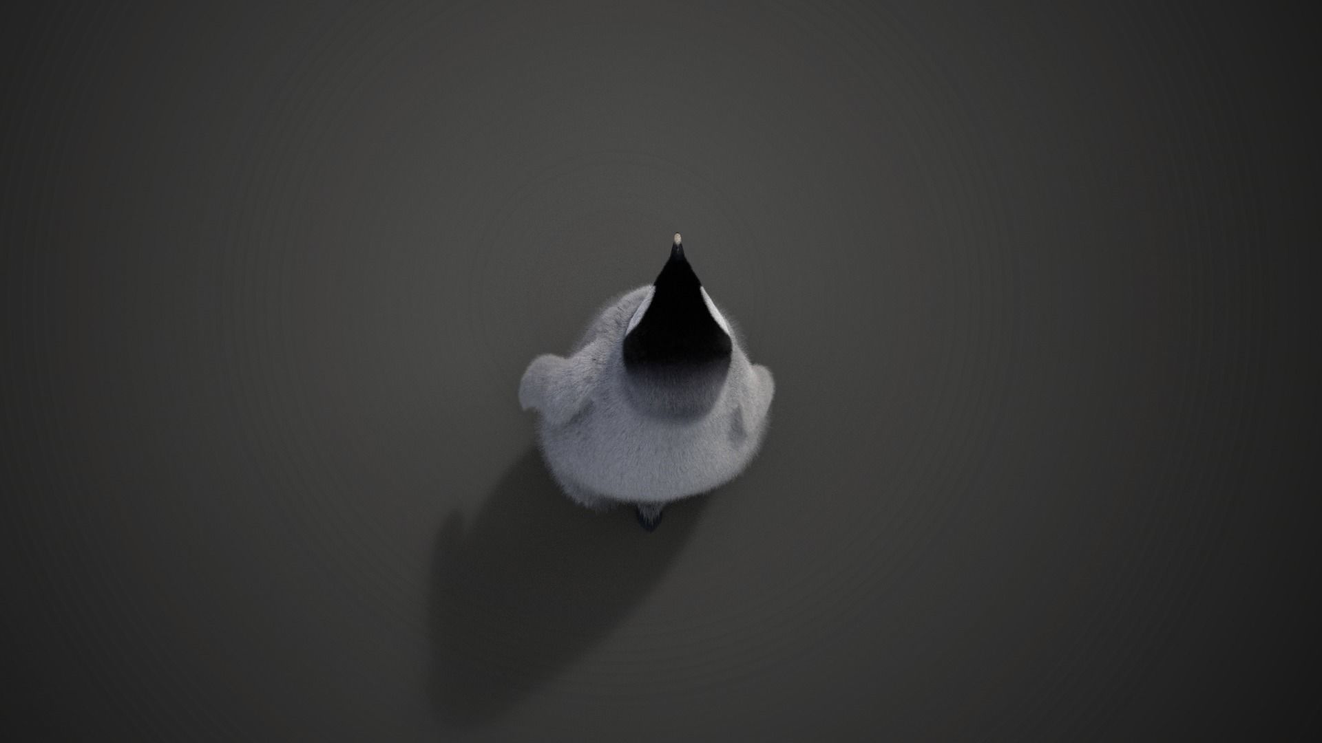 Baby Emperor Penguin Animated VFX Grace 3D model_18
