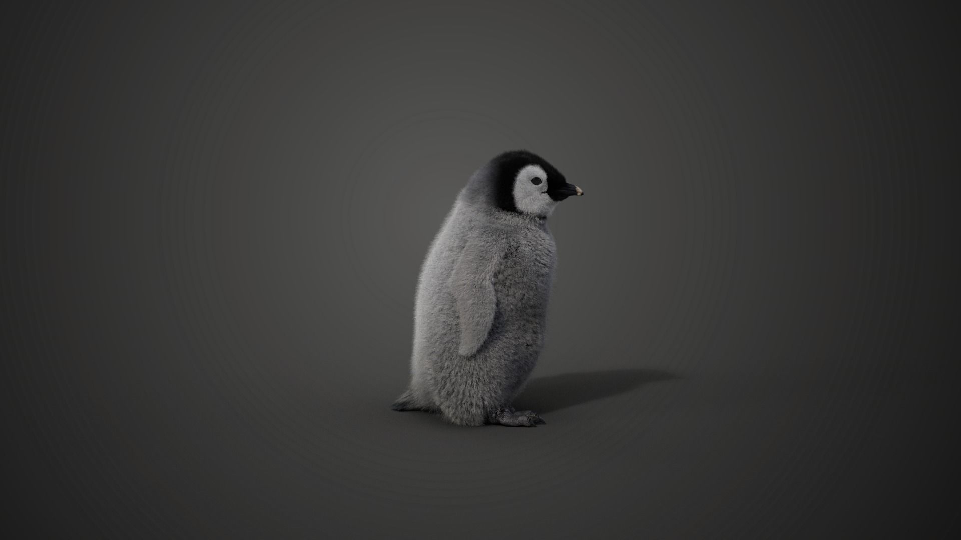 Baby Emperor Penguin Animated VFX Grace 3D model_15