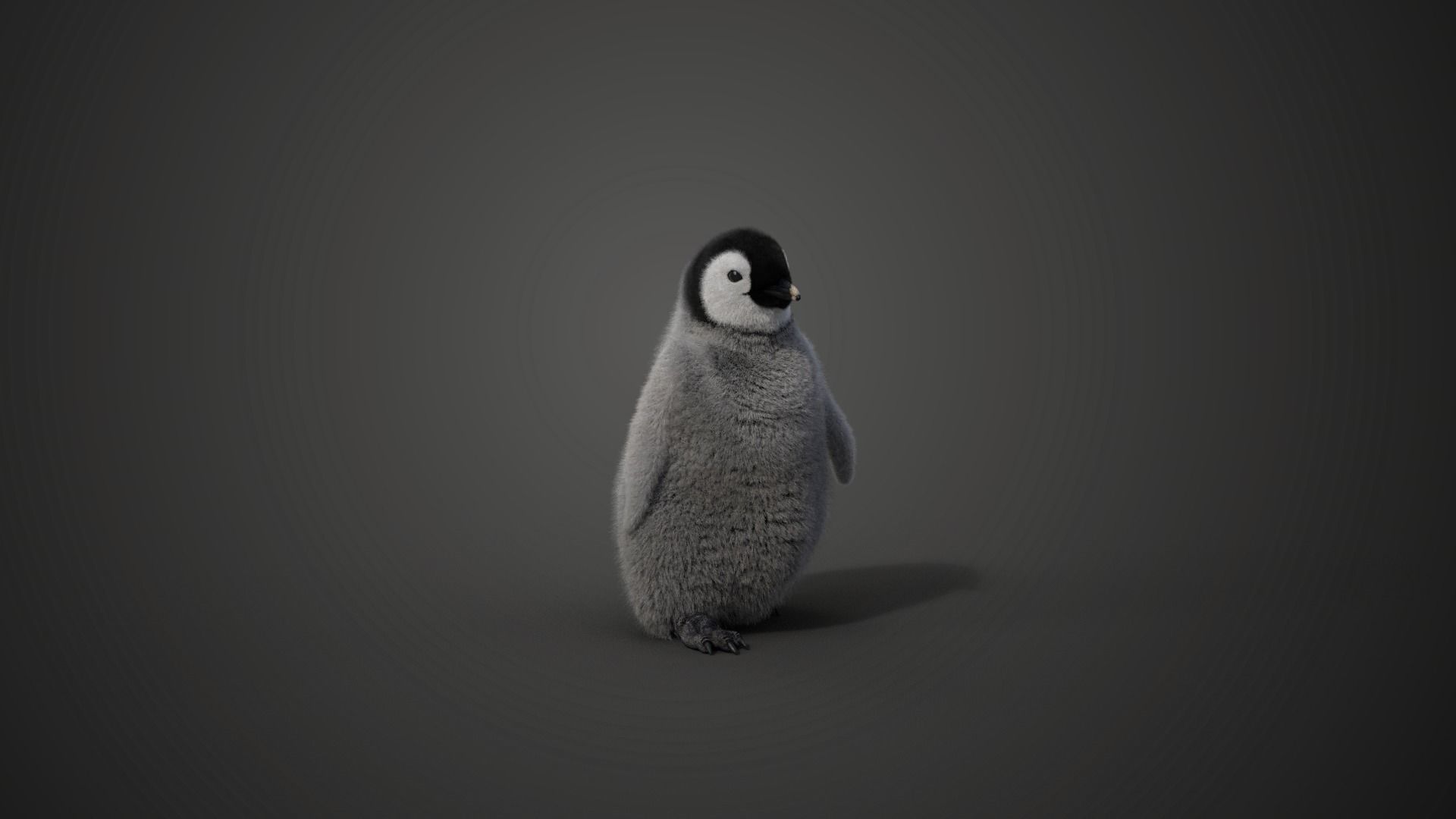 Baby Emperor Penguin Animated VFX Grace 3D model_13