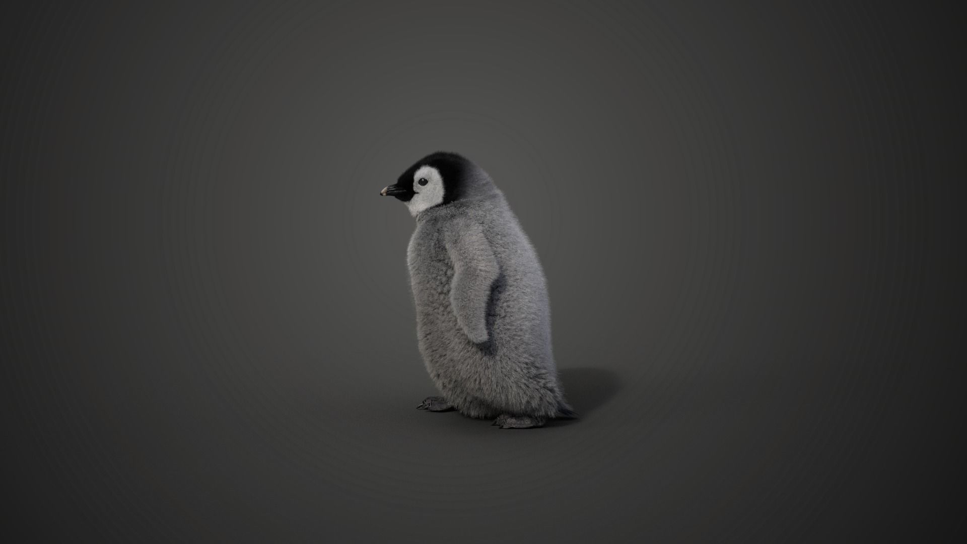 Baby Emperor Penguin Animated VFX Grace 3D model_17