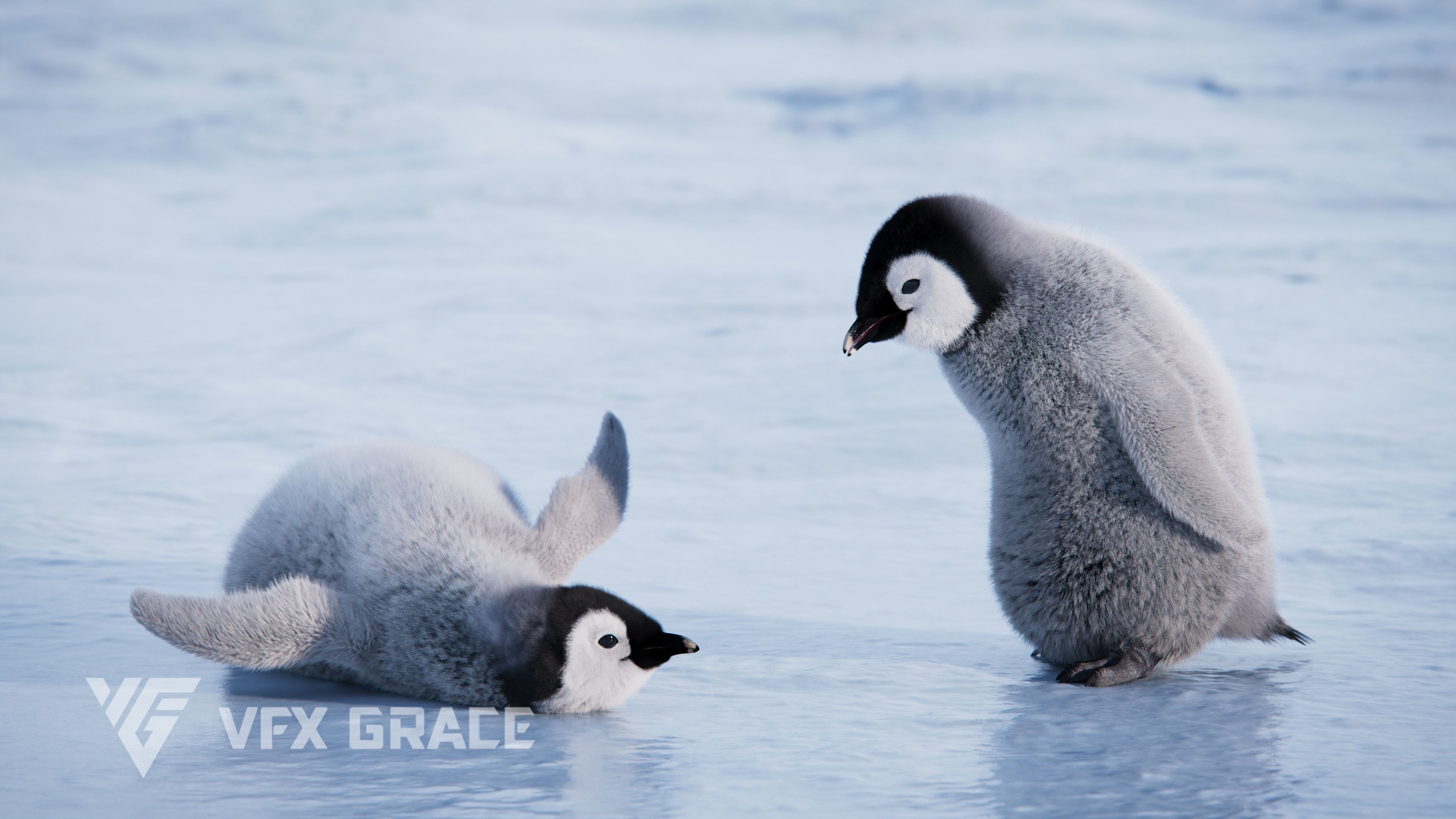 Baby Emperor Penguin Animated VFX Grace 3D model_6