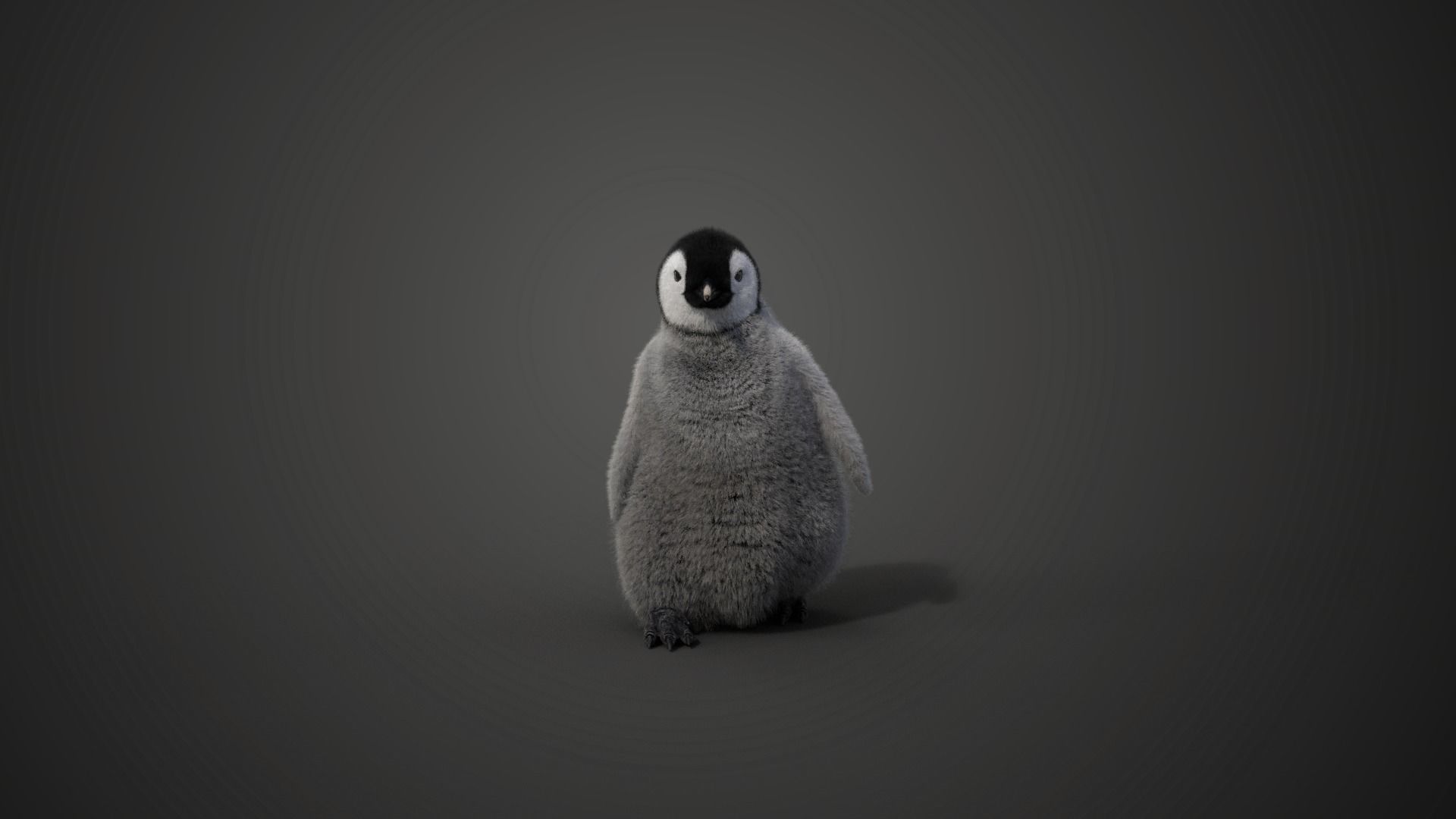 Baby Emperor Penguin Animated VFX Grace 3D model_12