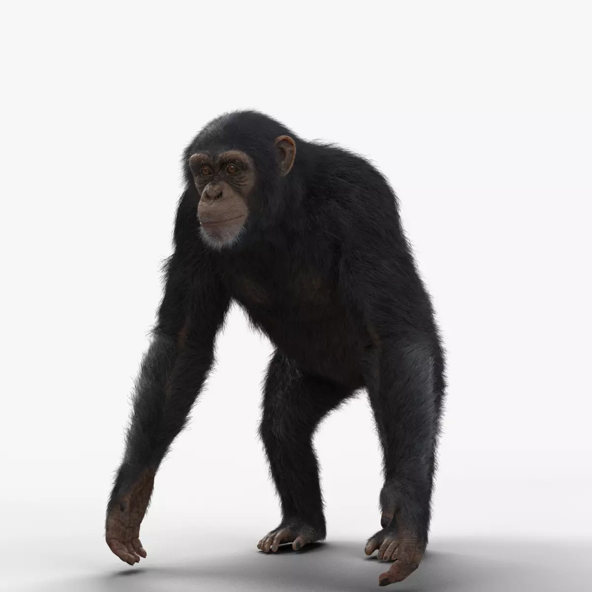 Chimpanzee Rigged VFX Grace 3D model_0